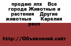 продаю лпх - Все города Животные и растения » Другие животные   . Карелия респ.